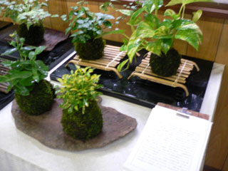 苔の園